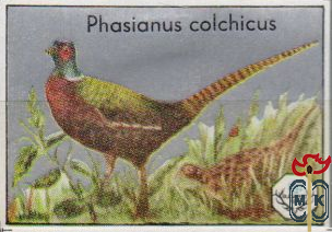 Phasianus colchicus
