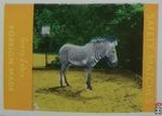 Grevy-Zebra Foreign Made Safety matches