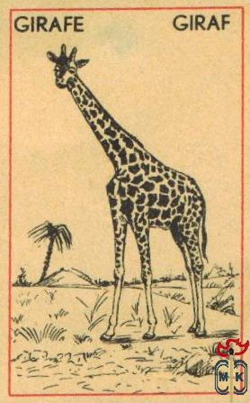 Girafe Giraf