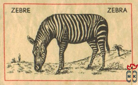 Zebre Zebra