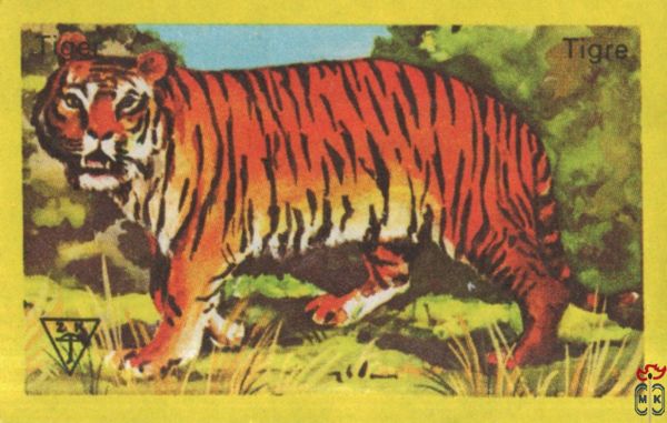 Tiger Tigre