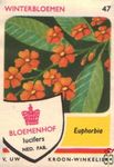 Euphorbia Winterbloemen Bloemenhof lucifers van Uw kroon-winkelier Ned