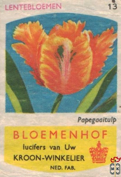 Papegaaitulp Lentebloemen Bloemenhof lucifers van Uw kroon-winkelier N