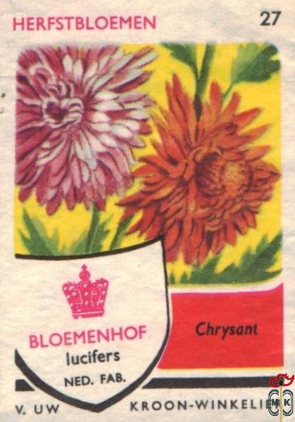 Chrysant Herfstbloemen Bloemenhof lucifers van Uw kroon-winkelier Ned.