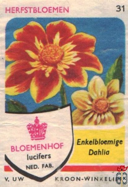 Enkelbloemige Dahlia Herfstbloemen Bloemenhof lucifers van Uw kroon-wi