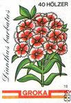Dianthus barbatus Groka 40 Holzer 18