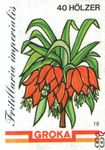 Fritillaria imperialis Groka 40 Holzer 18