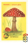 Югославия, Грибы