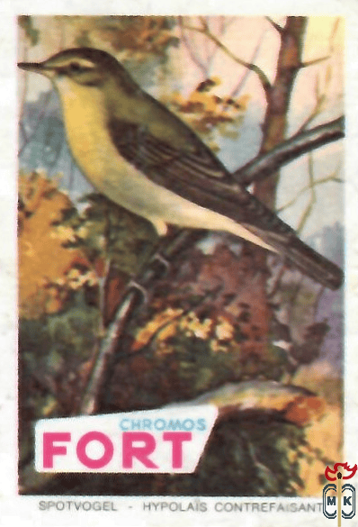 Spotvogel - Hypolais contrefaisant FORT chromos