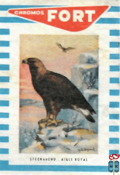 Steenarend Aigle Rotal FORT Chromos