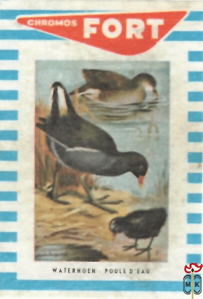 Waterhoen Poule d'eau FORT Chromos