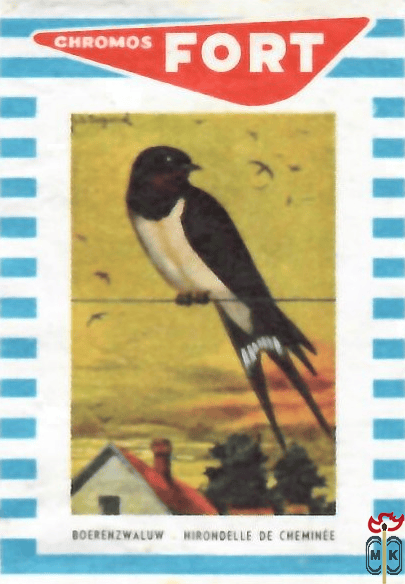 Boerenzwaluw Hirondelle de Cheminee FORT Chromos