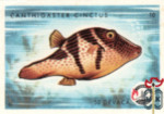 Canthigaster Cinctus