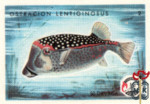 Ostracion Lentiginosus