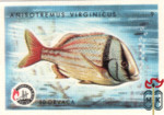 Anisotremus Virginicus