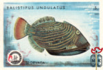 Balistipus Undulatus