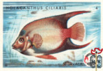 Holacanthus Ciliaris
