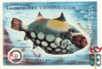 Balistoides Conspicillum
