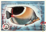 Chaetodon Ephippium