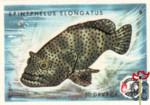 Epinephelus Elongatus