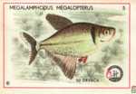 Megalamphodus megalopterus