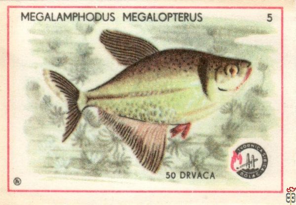 Megalamphodus megalopterus