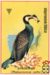 Kormoran (Phalacrocorax carbo)