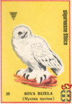 Sova bijela (Nyctea nyctea)