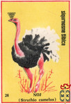 Noj (Struthio camelus)