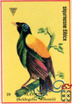 Slegelija (Schlegelta Wilsonii)