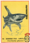 Morski Pas-Ajkula (Carcharias glaucus)