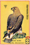 Orao Suri (Aqvila chrysaetus)