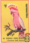 Papiga-Inka Kakadu (Cacatua lead beateri)