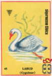 Labud (Cyguinae)