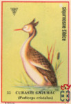 Cubasti gnjurac (Podiceps cristalus)