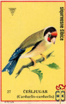 Cesljugar (Carduelis-carduelis)