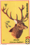 Jelen (Cervus elaphus)