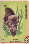 Bizon (Bison Bonasus)