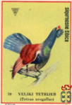 Veliki tetrijeb (Tetrao urogallus)