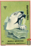 Bijely medvjed (Thalaretas maritimus)