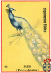 Paun (Pavo cristatus)