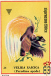 Velika Rajcica (Paradisea apoda)