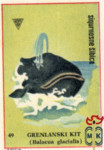 Grenlanski Kit (Balacua glacialis)