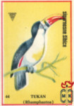 Tukan (Rhamphastos)