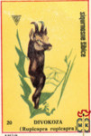 Divokoza (Rupicapra rupicapra)