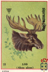 Los (Alces alces)