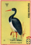 Crna roda (Ciconia nigra)