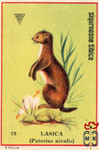 Lasica (Putorius nivolis)
