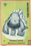 Morski konj (Rosmarus-rosmarus)