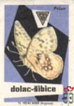 Veliki Biser (Argynuis)